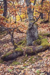 Deformed tree trunk in the forest, around village Stapari, near Uzice Serbia