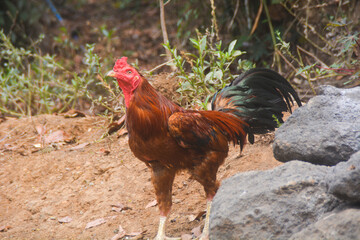 Back of colorful free range male rooster isolated on white background