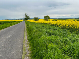 Narrow asphalt road between blooming rape fields
