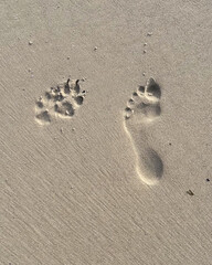 Fototapeta na wymiar Dog's and human footsteps on the sand on a beach
