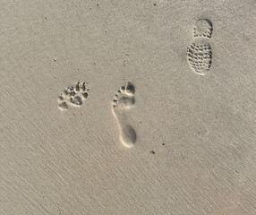 Footprints on the beach sand, dog, human and boot