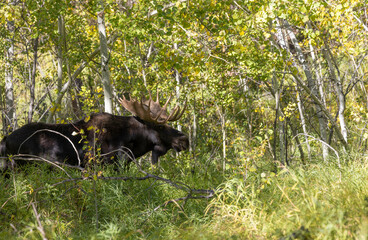 Bull Moose During the Rut in Grand Teton National Park Wyoming in Autumn