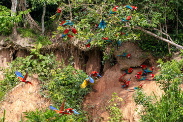 macaws of peru in tambopata chuncho clay lick