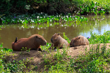 capivara in Brazil