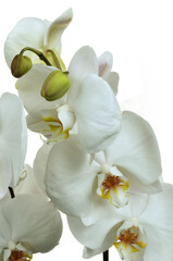 Fototapeta na wymiar Fleurs d'orchidée blanche en gros plan sur fond blanc