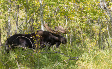 Bull Moose During the Rut in Grand Teton National Park Wyoming in Autumn