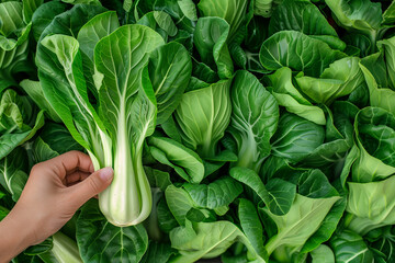 Hand selecting fresh bok choy from a vibrant, green leafy background, ideal for healthy lifestyle and nutrition concepts with copy space - obrazy, fototapety, plakaty