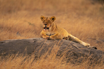 Lioness lies on low rock staring ahead