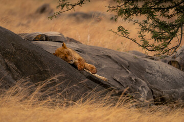 Lioness lies sleeping on kopje under tree