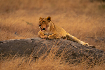 Lioness lies on rock with jaw hanging