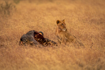 Lioness sits turning head near wildebeest carcase