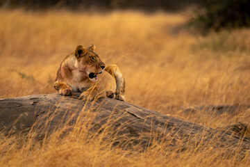 Lioness lying on low rock turning head