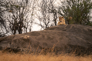 Lioness lies on rock with bushes behind