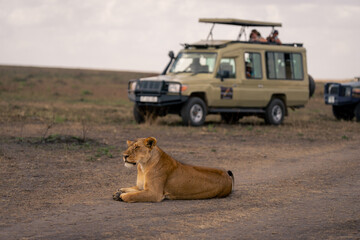 Lioness lies on road near safari trucks
