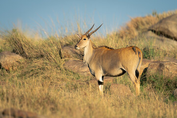 Male common eland stands staring at camera - Powered by Adobe