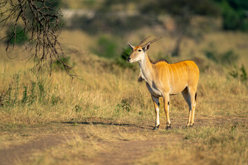 Male common eland stands on dirt track