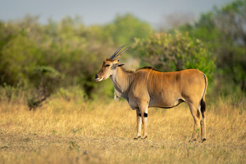 Naklejka na ściany i meble Male common eland stands on short grass