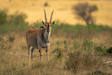 Male common eland stands facing towards camera