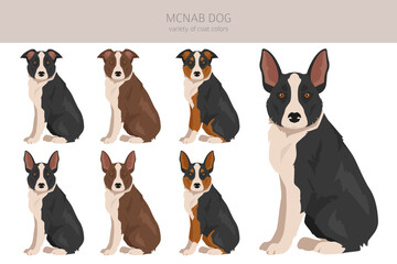McNab dog_2