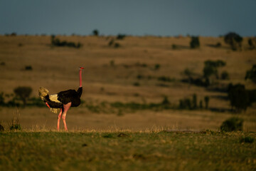 Male common ostrich stands on grassy horizon