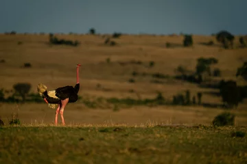Fotobehang Male common ostrich stands on grassy horizon © Nick Dale