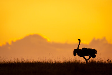 Male common ostrich on horizon in silhouette