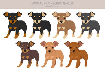 Miniature pinscher teacup puppy clipart. Different poses, coat colors set - obrazy, fototapety, plakaty