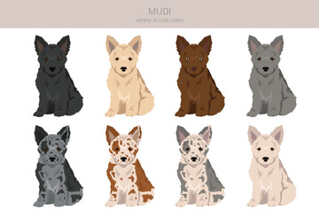 Fototapeta premium Mudi puppy clipart. Different poses, coat colors set