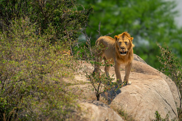 Male lion stands on rock watching camera