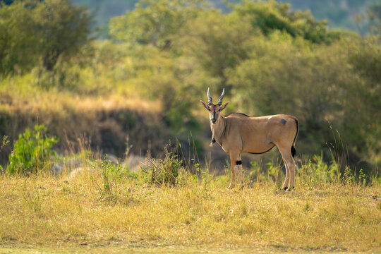 Male common eland stands looking towards camera