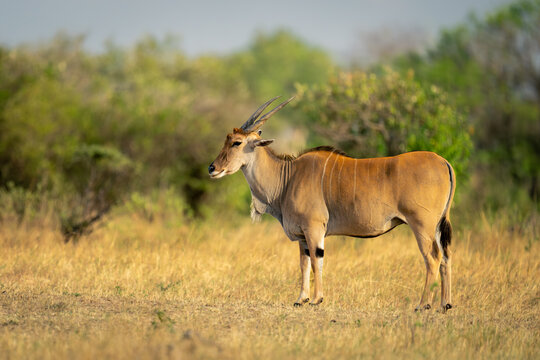 Male common eland stands on short grass - Powered by Adobe