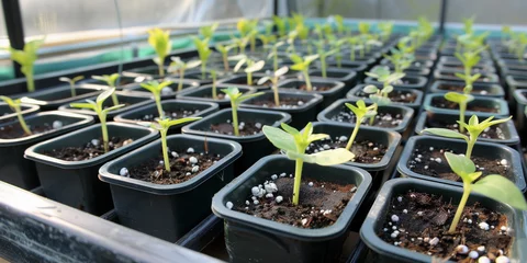 Fotobehang tomato seedlings (2) © Iwona