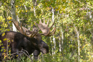 Bull Moose During the Rut in Grand Teton National Park Wyoming in Autumn
