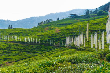 Beautiful view of lush green terrace tea garden with a row of white Buddhist flags standing along the slope.  The idyllic tourist destination for peaceful vacations.