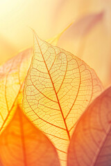 Fototapeta premium Vertical Close up of Fiber structure of dry leaves texture background. Cell patterns.