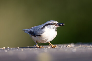 Eurasian nuthatch with seeds