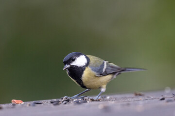 Great tit on the porch