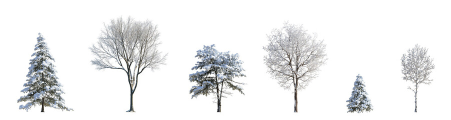 Winter picea pungens colorado spruce and street medium winter various trees with snow pinaceae...
