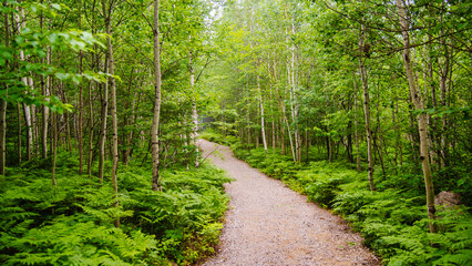 Fototapeta na wymiar National park of grands-jardins, Canada: July 16 2023: The hiking path in the mountain forest of Grands-Jardins National Park in Quebec