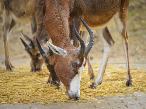 A blesbok gazelle standing in a zoo