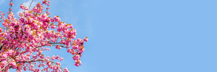 Branch of pink cherry tree in bloom on blue sky background, cherry blossom in spring, hanami season in Japan, panoramic header with copy space