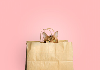 A cute red cat looks out of a paper bag.