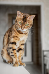 Obraz premium Bengal cat resting in a home interior.