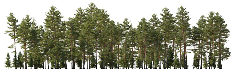 Frontal view big Forest Pinus sylvestris Scotch pine big tall tree and spruce picea abies and...