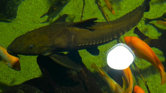 oxydoras niger with clear water aquarium with orange cichlids