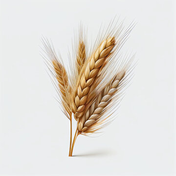 An ear of wheat isolated on transparent or white background, Ai generated image
