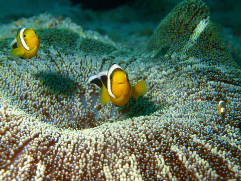 Anemonenfische sind immer in Bewegung: Amphiprion polymnus in Anemone im Korallenriff der Insel Fam, Unterwasserfotografie aufgenommen in Raja Ampat, Indonesien. 2 neugierige Clownfische