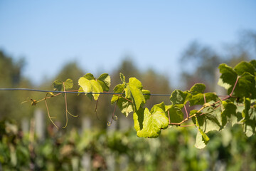 Green Grapevines Growing on a Hillside in the Mountains of a Sunny Day