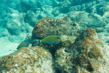Blue banded surgeonfish (Acanthurus lineatus). Tropical and coral sea fish. Beautiful underwater world. Underwater photography.