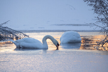 This evocative image depicts two swans, with one prominently in the foreground dipping its beak...